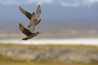 Chaluha prizivna - Stercorarius parasiticus - Arctic Skua 3728a